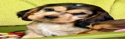 Cocker Spaniel dogs for sale: KC show cocker spaniel - last boy  - Advert 10