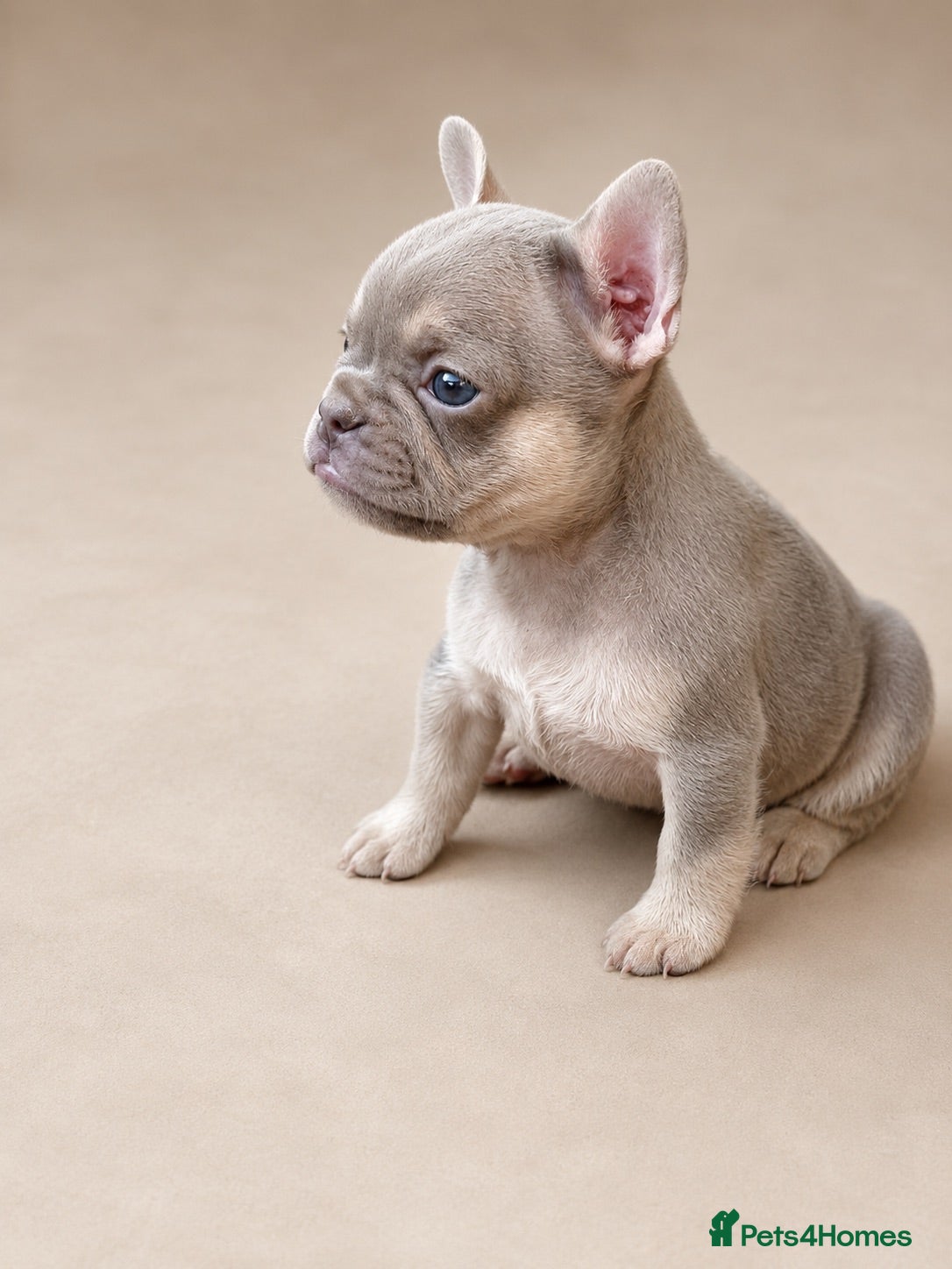 French Bulldog dogs Gorgeous French girls available  - Advert 8