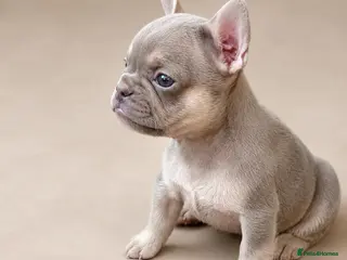 French Bulldog dogs Gorgeous French girls available - Advert 8
