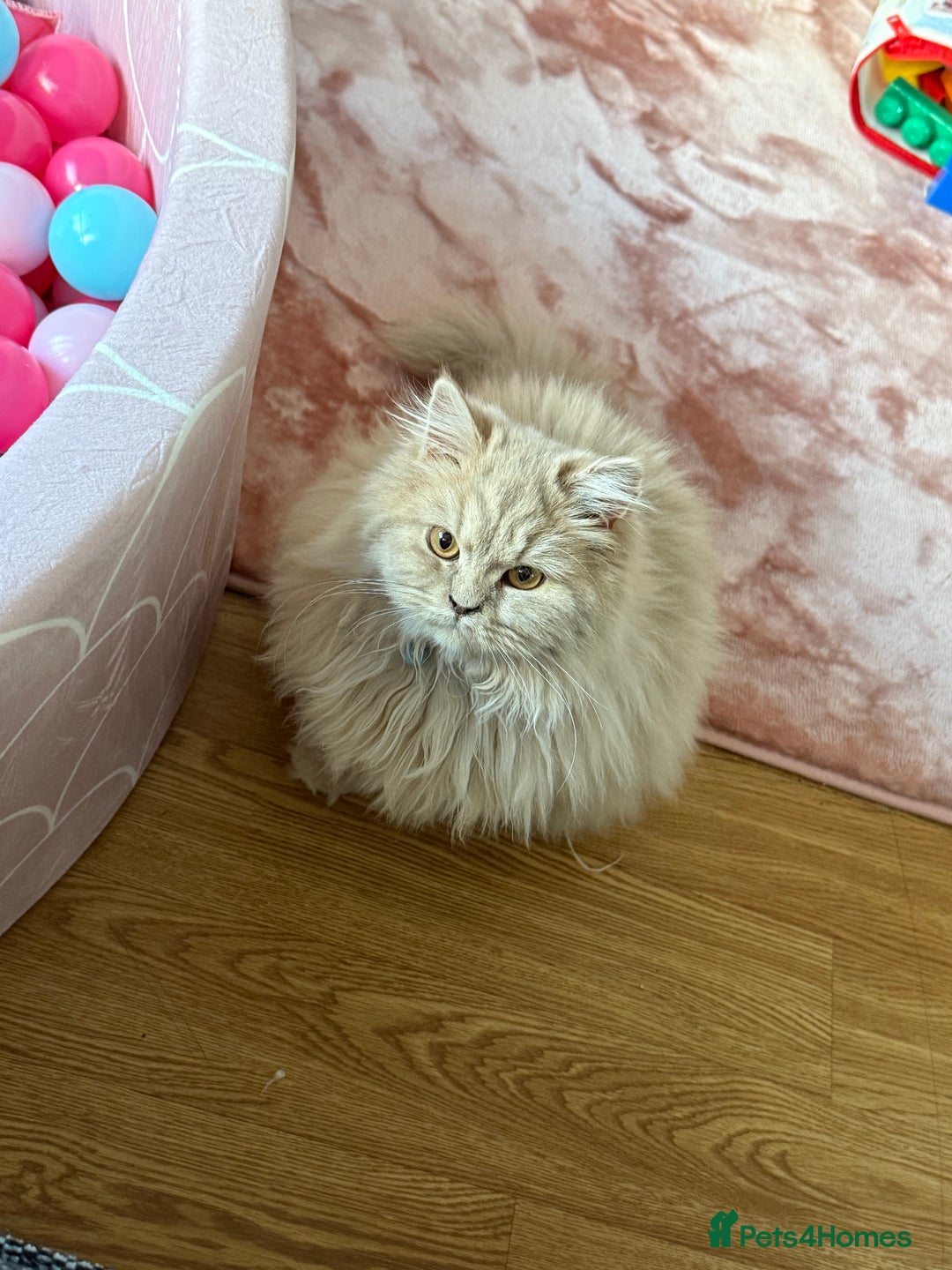 British Longhair cats for sale: Two gorgeous purebred sisters - Advert 2
