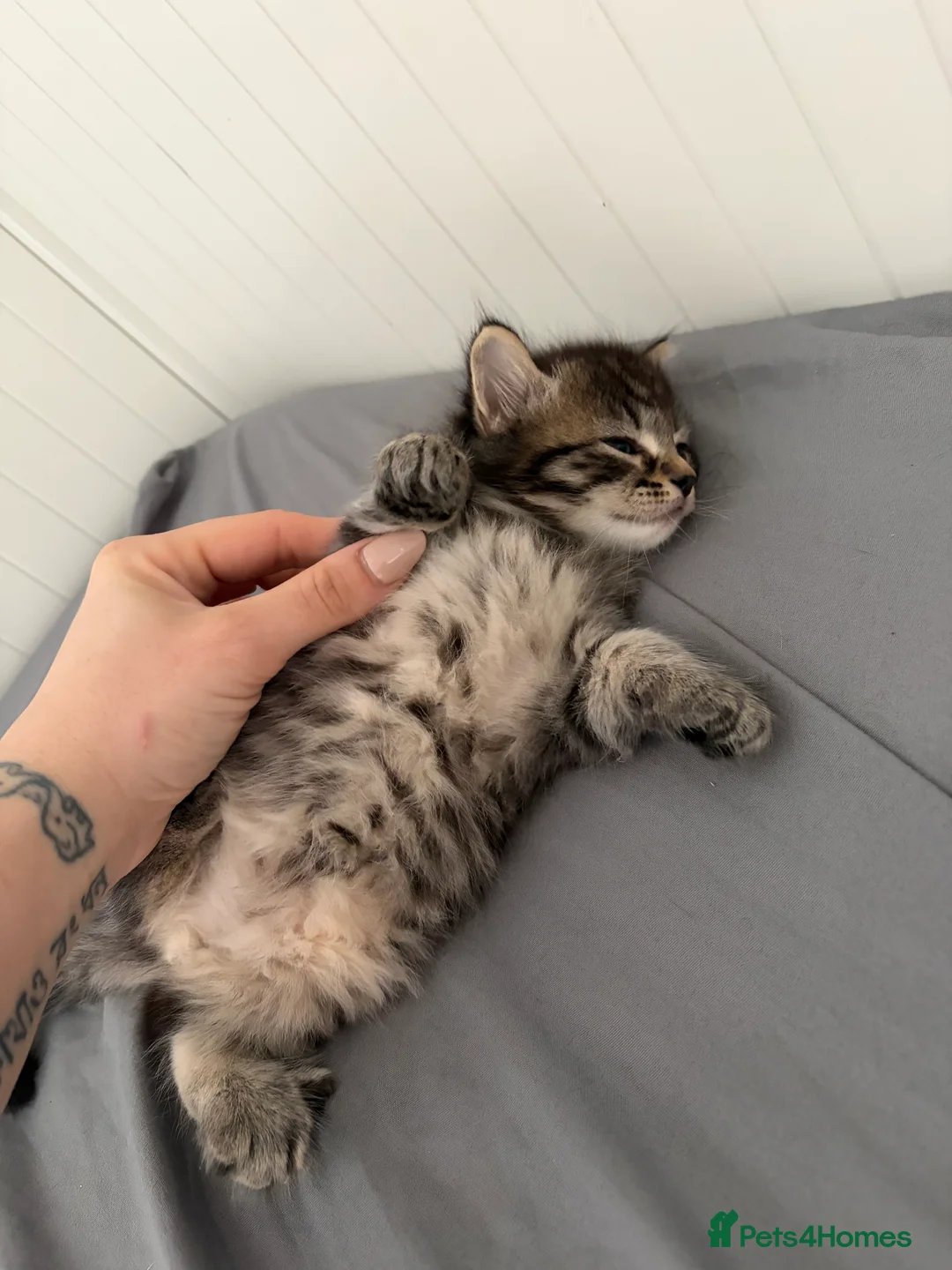 Mixed Breed cats for sale: 2 gorgeous boy tabby’s  - Advert 2