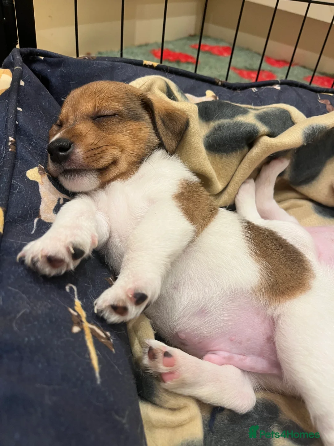 Jack Russell dogs for sale: Jack Russell - Advert 8