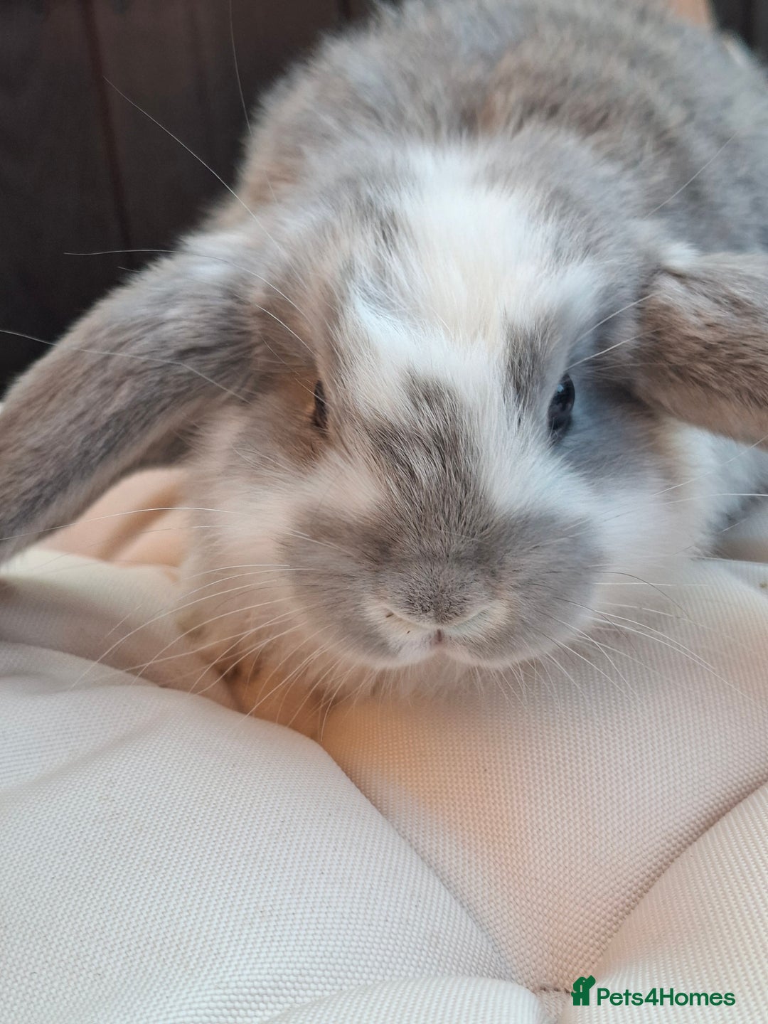 French Lop rabbits for sale: Pure bred french lop babies - Image 14