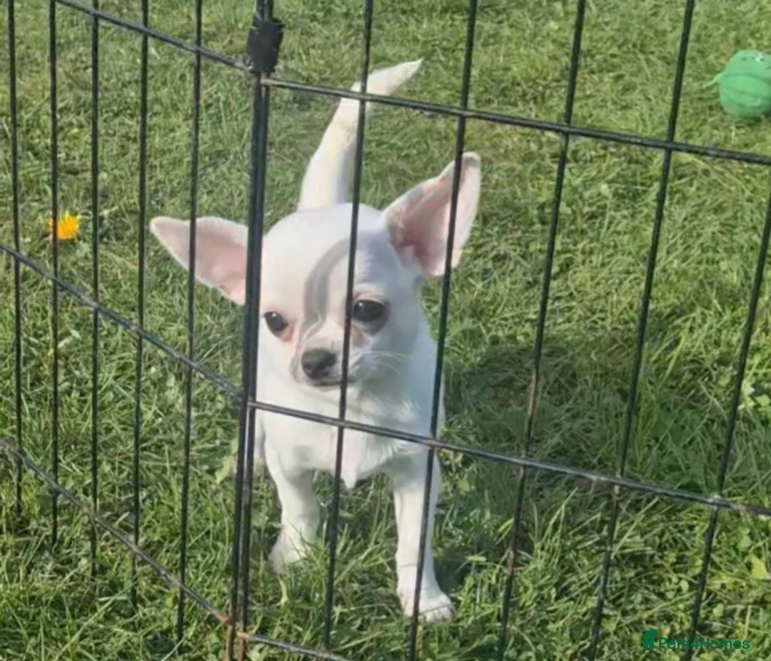 Chihuahua dogs for sale: Adorable KC cream smooth bitch puppy - Advert 1