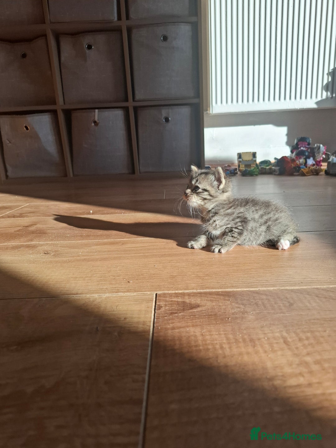 Mixed Breed cats for sale: Mixed colour kittens  - Image 25