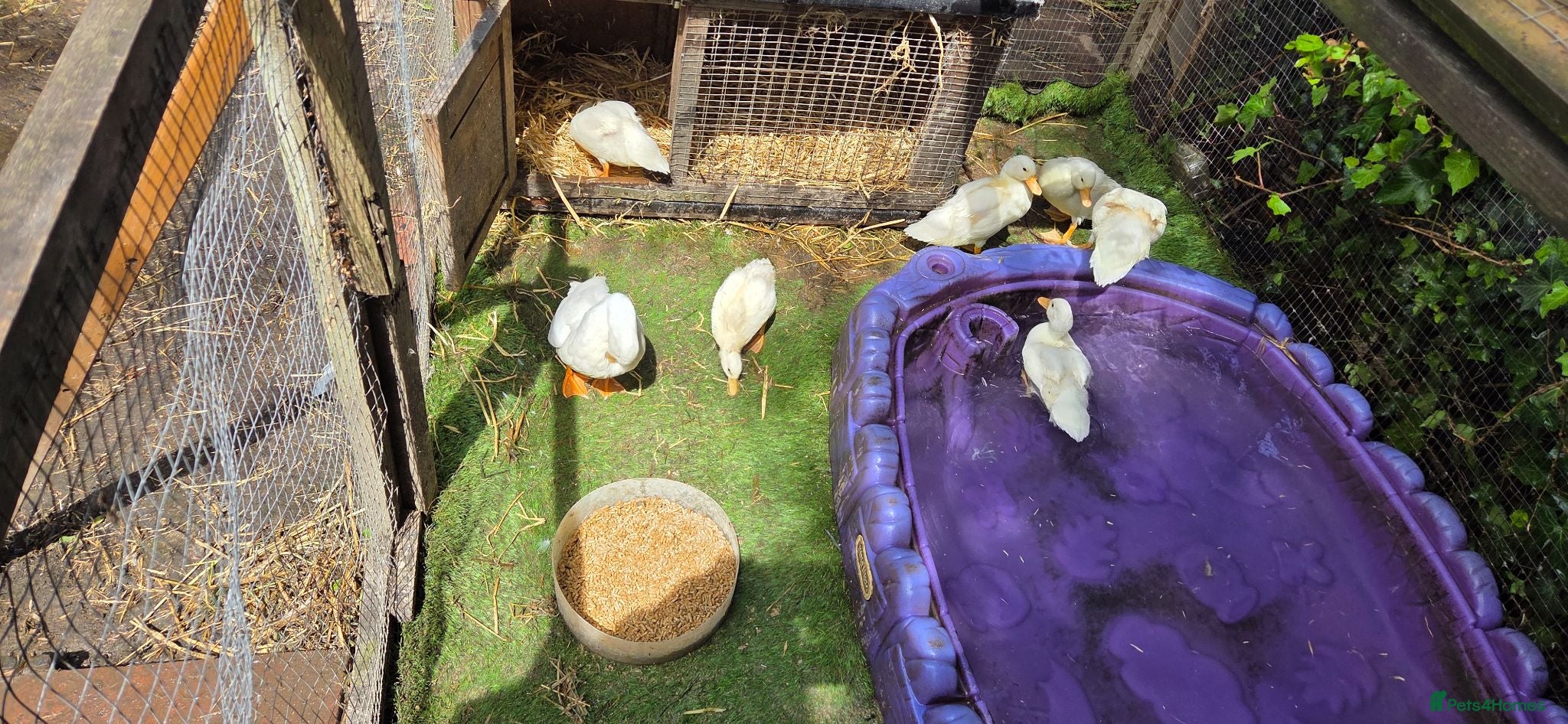 Ducks poultry Call ducks 6 week old unsexted - Advert 16