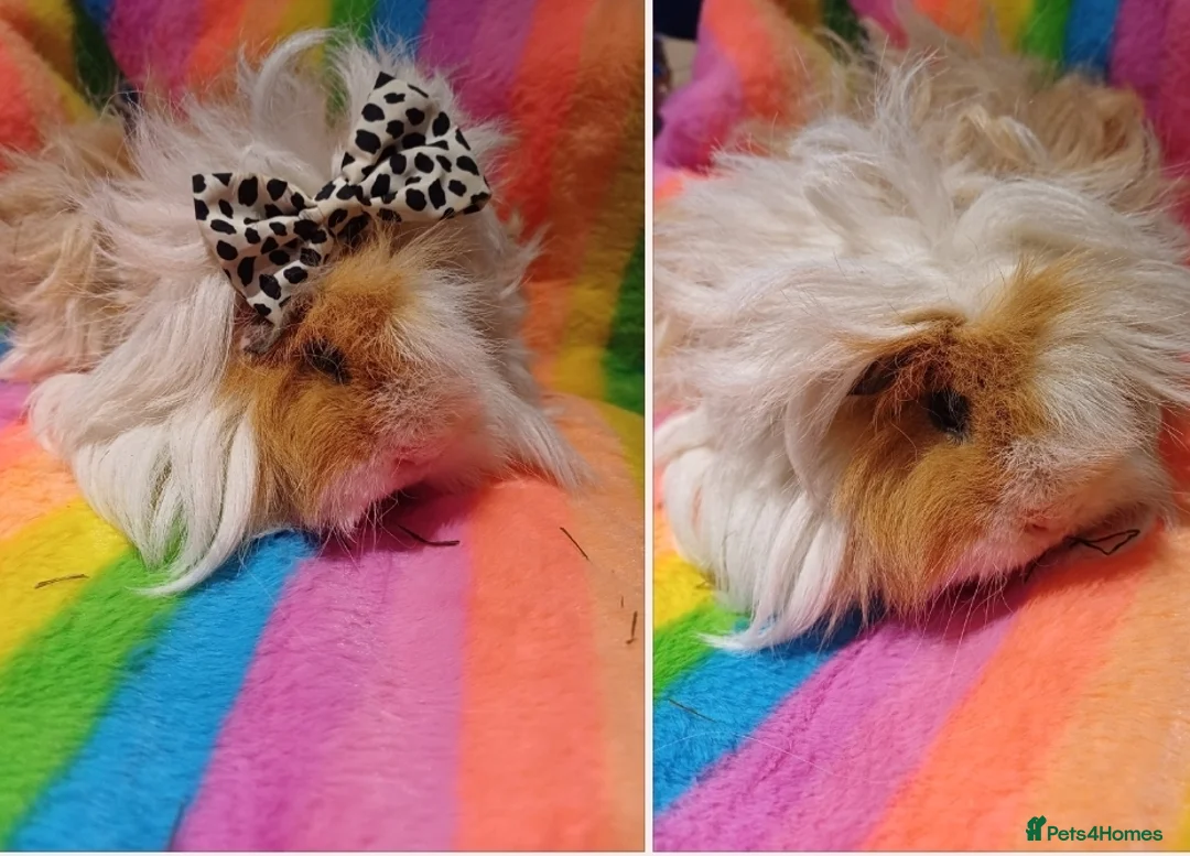 Guinea Pig rodents for sale: Skinny/wolfies? Swiss and teddys - Advert 11