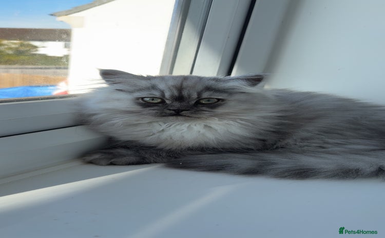 Persian cats - Advert 4