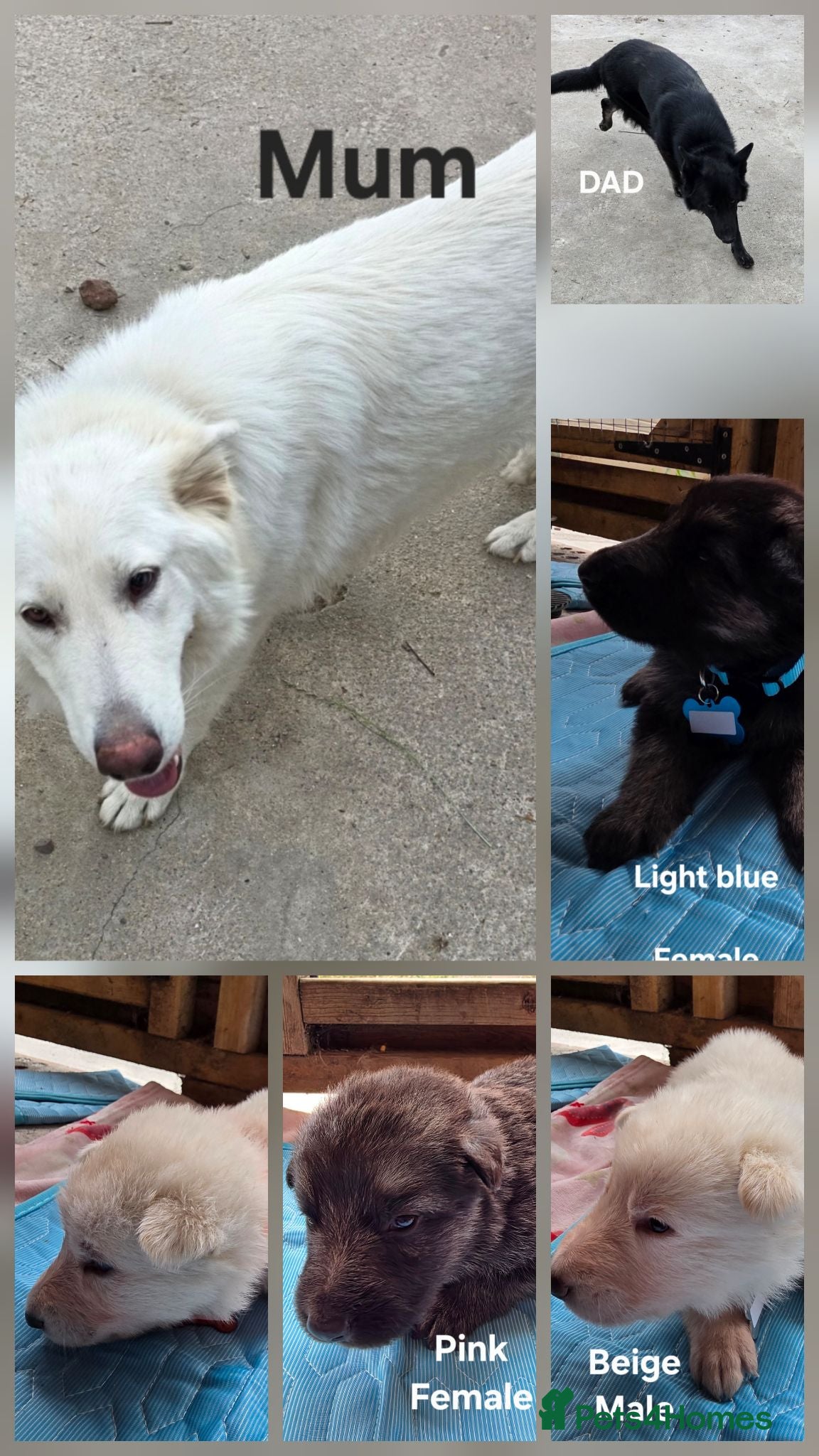 German Shepherd dogs Top blood line German Shpherd Puppies GSD KC REG - Advert 1