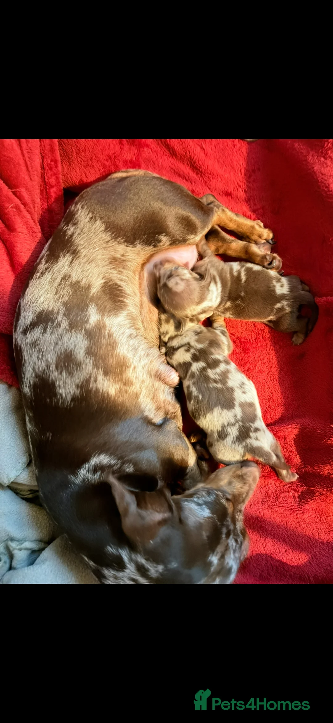 Miniature Dachshund dogs for sale: Miniature short hair dachshund  - Advert 1