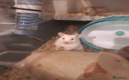 Hamster rodents for sale: Baby syrian hamsters long and short hair £12 each in Manchester - Image 18