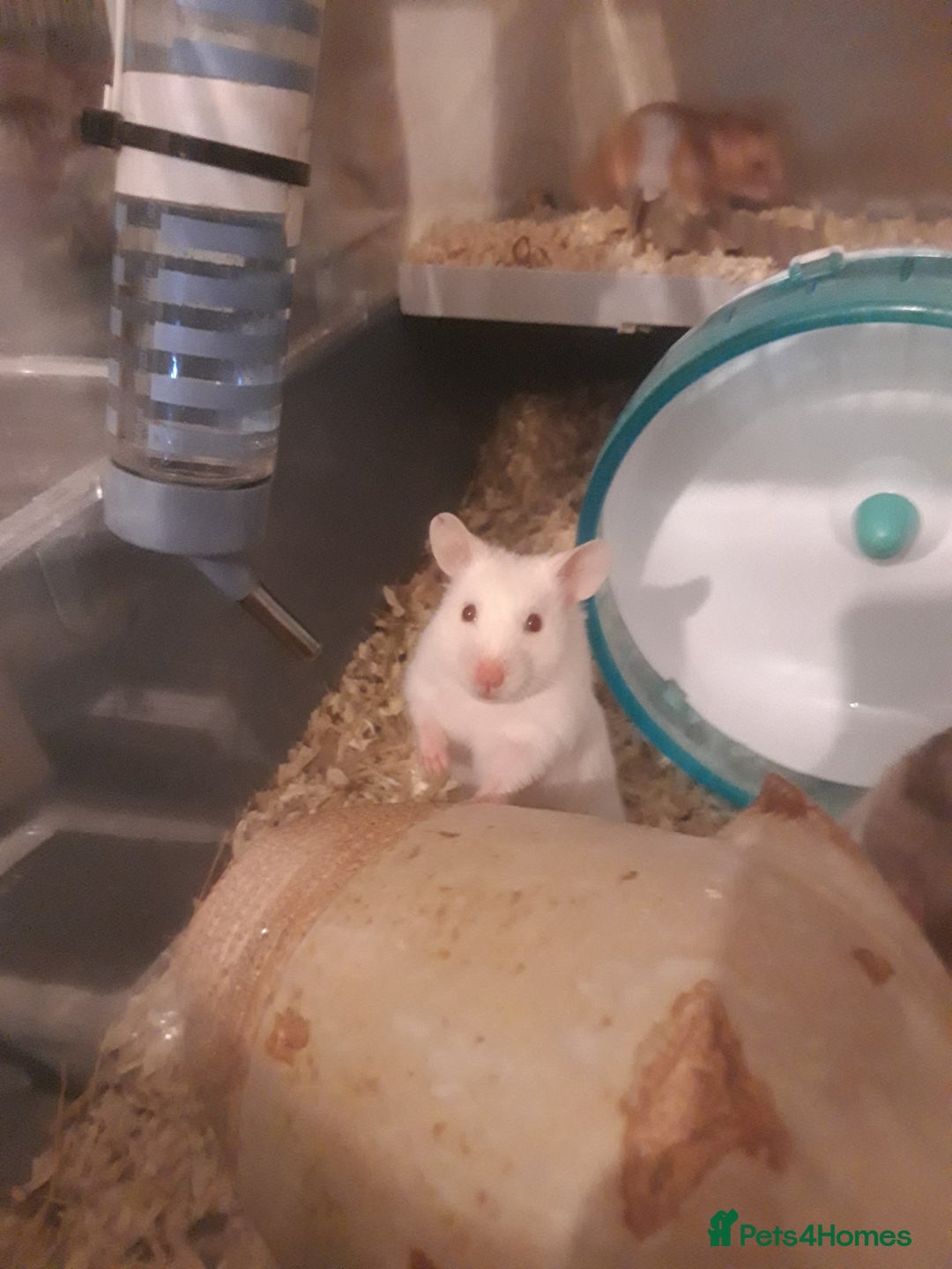 Hamster rodents for sale: Baby syrian hamsters long and short hair £12 each in Manchester - Image 18