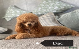 Cavapoo dogs for sale: Beautiful Red F1b Cavapoo Puppies - Advert 26