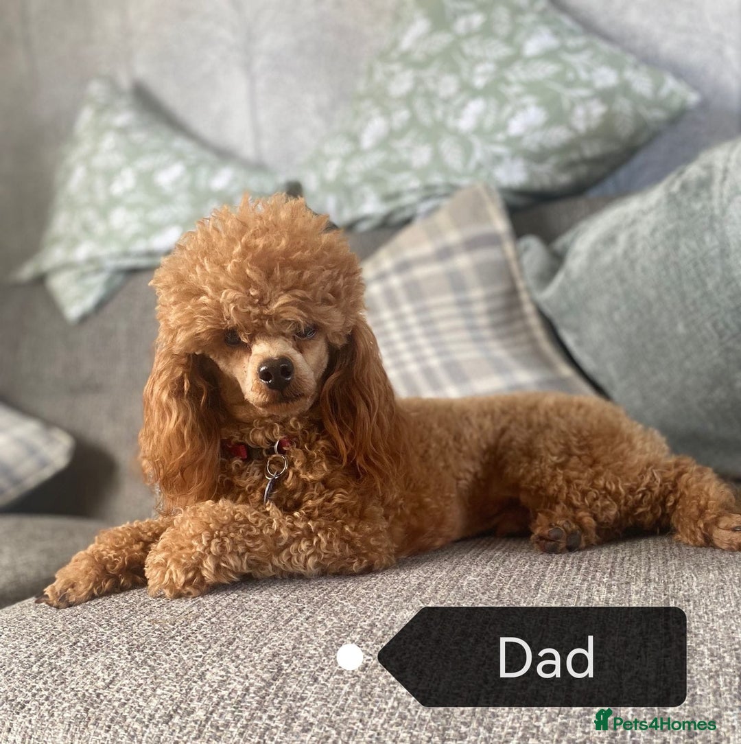 Cavapoo dogs for sale: Beautiful Red F1b Cavapoo Puppies - Advert 26