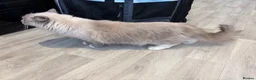 Ragdoll cats for sale: Beautiful Ragdoll female cats - Advert 6