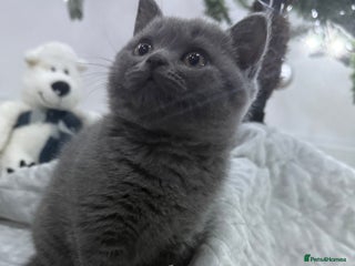 British Shorthair cats British Shorthair kitten ready for loving home - Advert 14