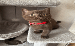 British Shorthair cats for sale: British shorthair kitten - Image 8