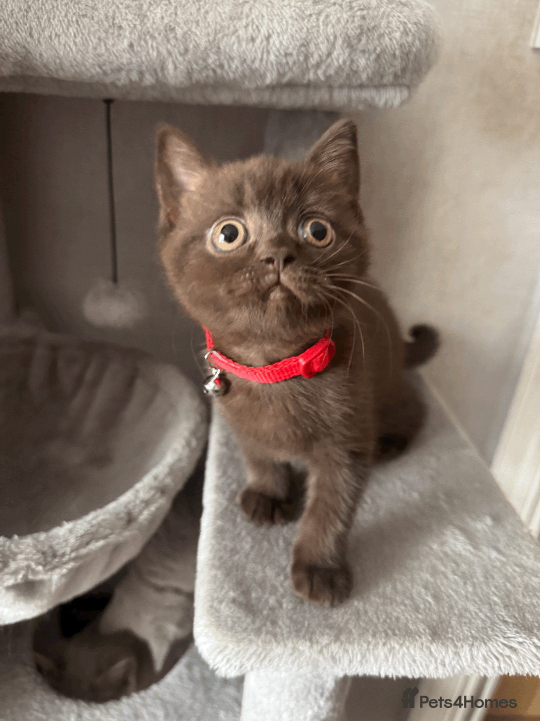 British Shorthair cats for sale: British shorthair kitten - Image 8