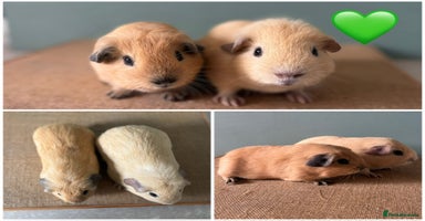 Guinea Pig rodents - Advert 4