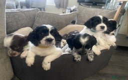Sprocker dogs for sale: Beautiful Sprocker puppies for sale - Image 25