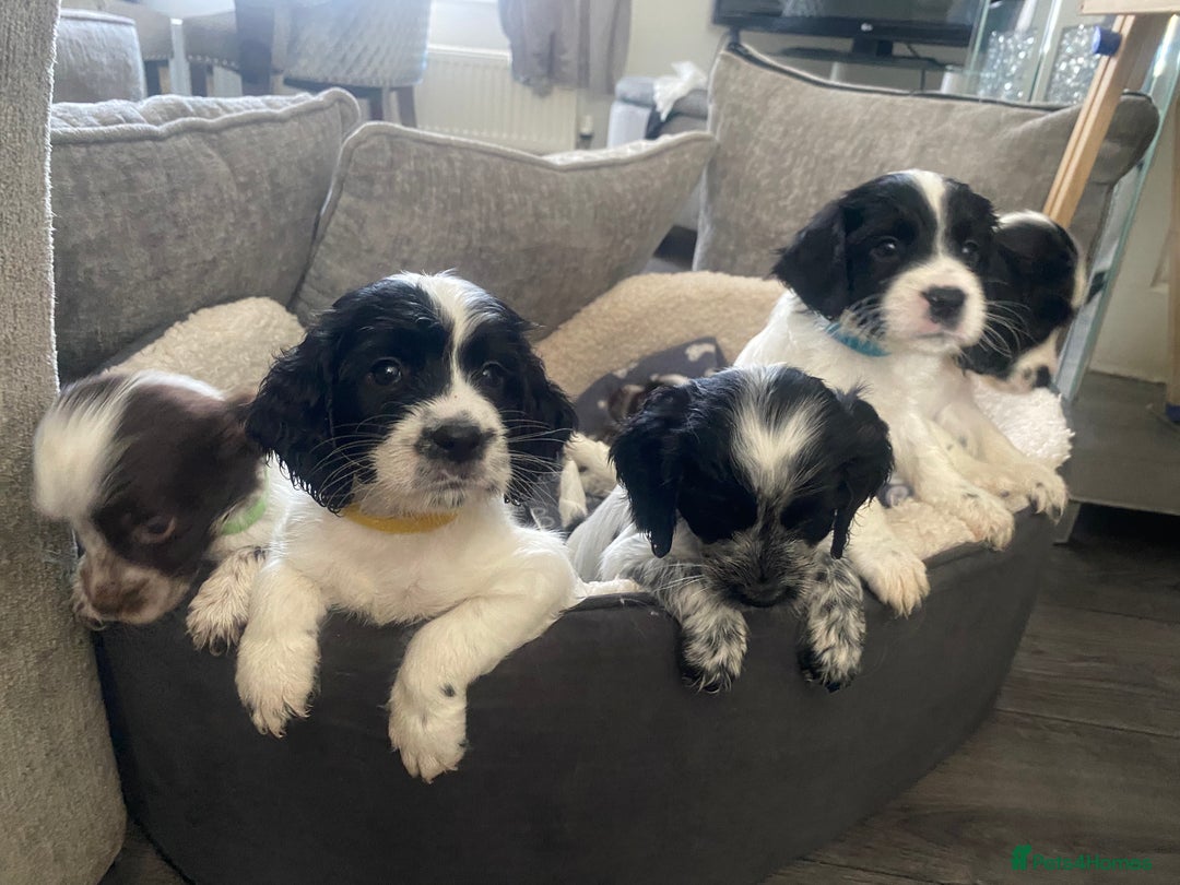 Sprocker dogs for sale: Beautiful Sprocker puppies for sale - Image 25