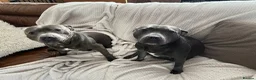 Staffordshire Bull Terrier dogs for sale: Blue Staffordshire bull terrier  - Advert 26