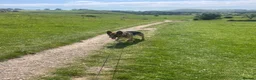 German Shepherd dogs for sale: Benji in Louth - Advert 11