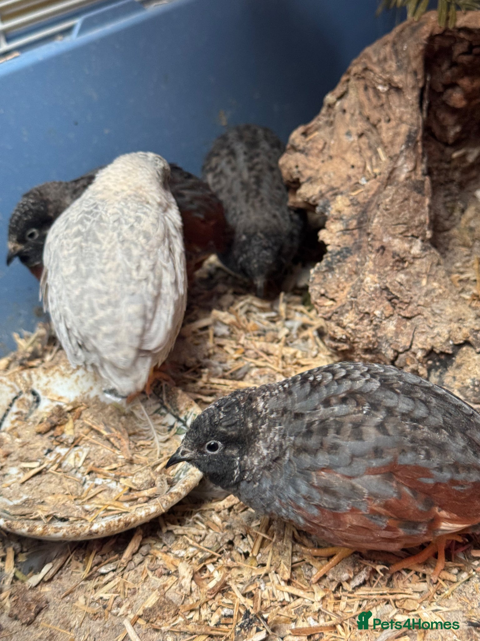 Quail poultry Japanese painted button quail for sale  - Advert 1
