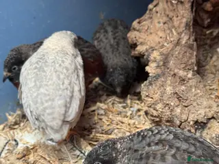 Quail poultry Japanese painted button quail for sale - Advert 1