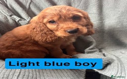 Cocker Spaniel dogs for sale: Cocker spaniel - Image 9