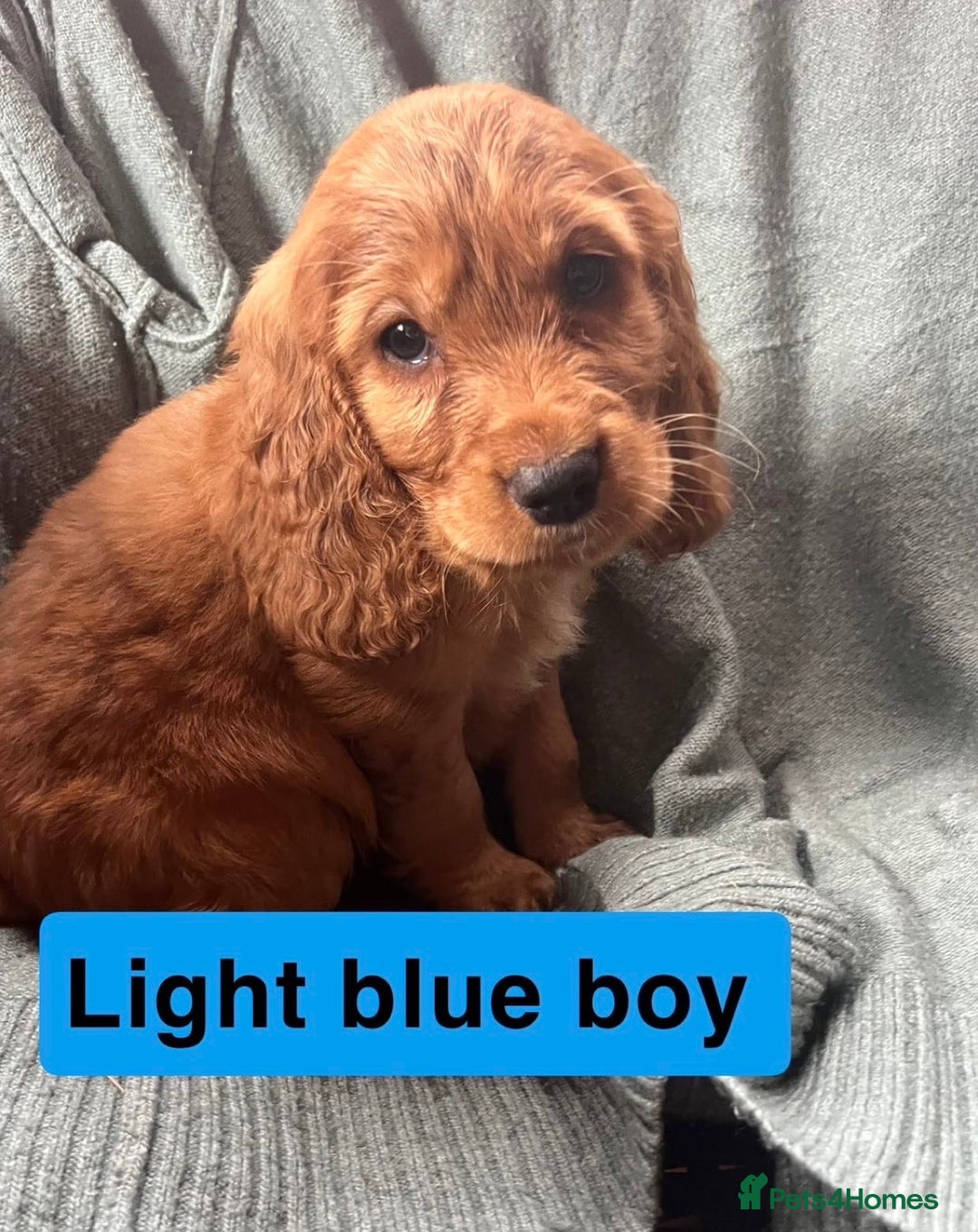 Cocker Spaniel dogs for sale: Cocker spaniel - Image 9