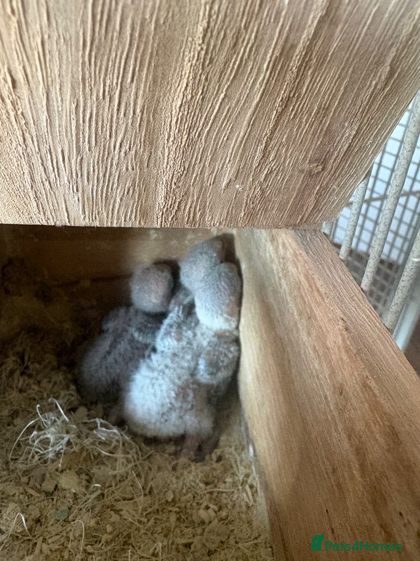 Lovebirds birds for sale: Lovebird babies - Advert 2