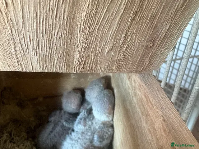 Lovebirds birds for sale: Lovebird babies - Advert 2