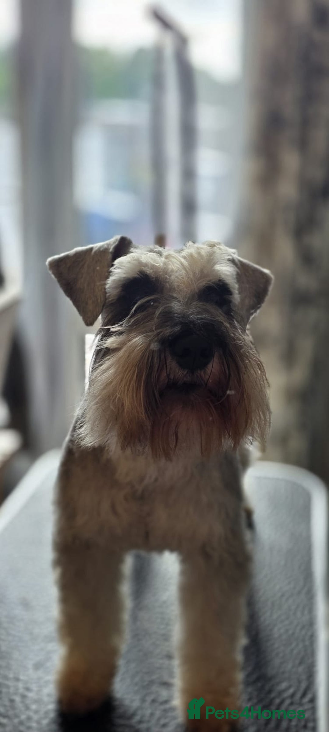 Miniature Schnauzer dogs for stud: Pepper & salt proven for stud in Hull - Image 2