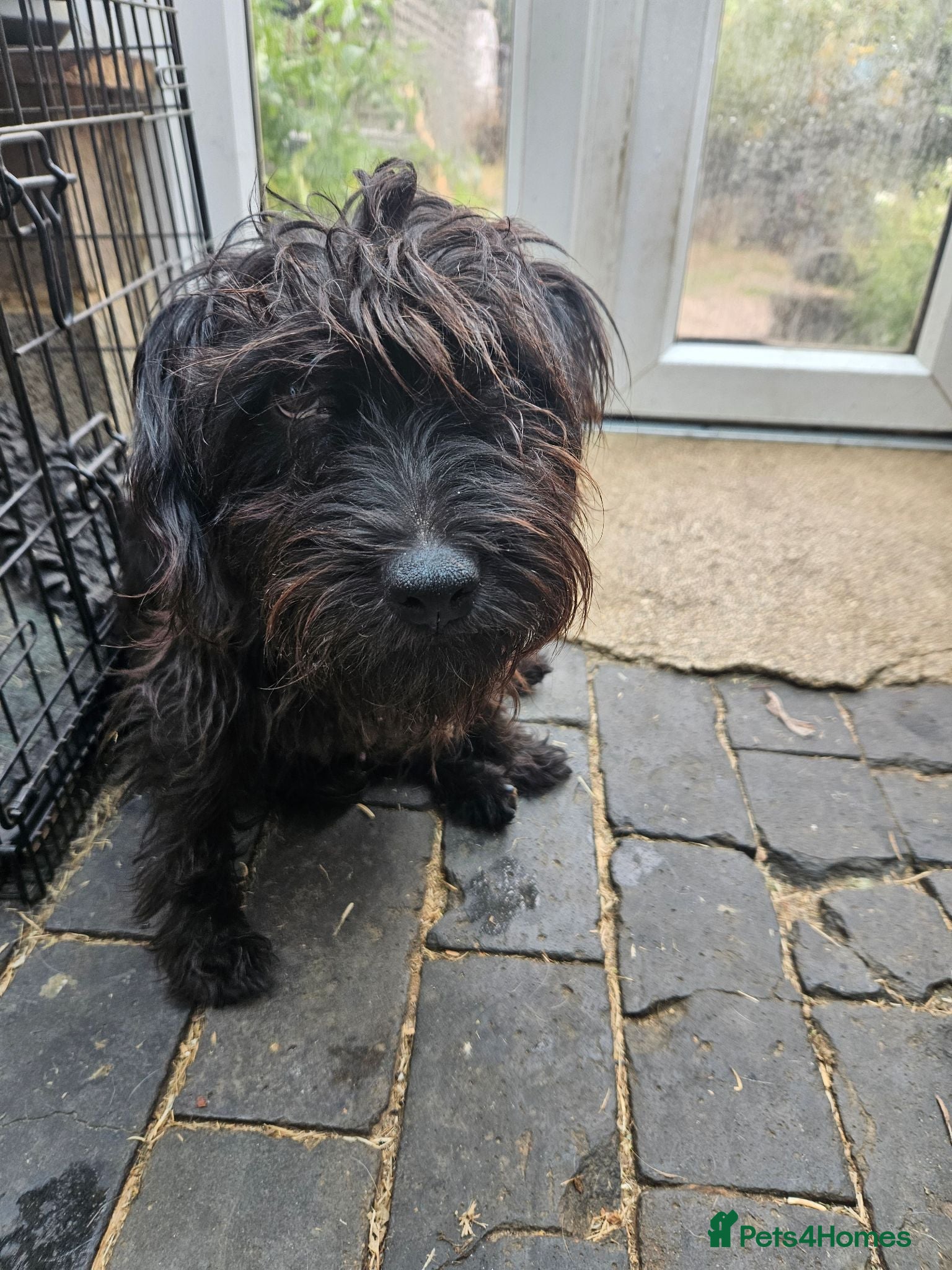 Mixed Breed dogs Patterdale x border terrier pups  - Advert 13
