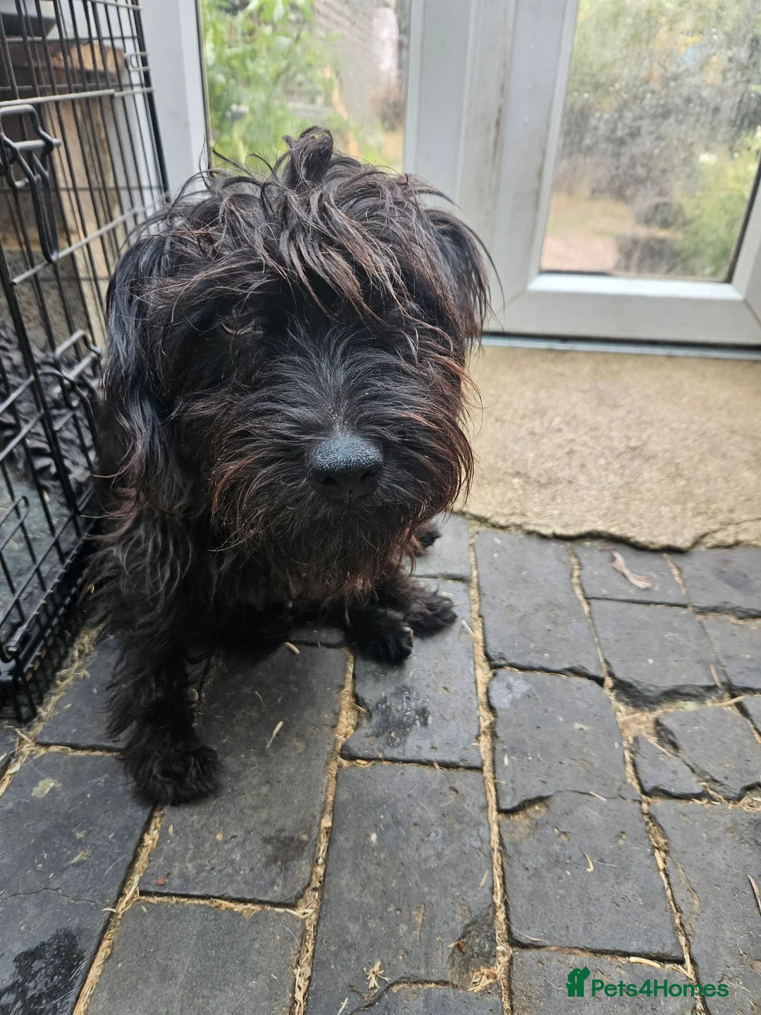 Mixed Breed dogs for sale: Patterdale x border terrier pups  in Burford - Advert 1