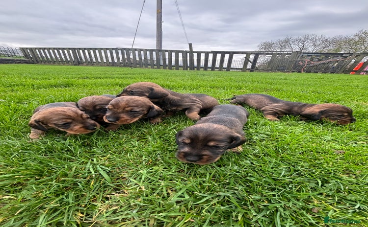 Dachshund dogs - Advert 1