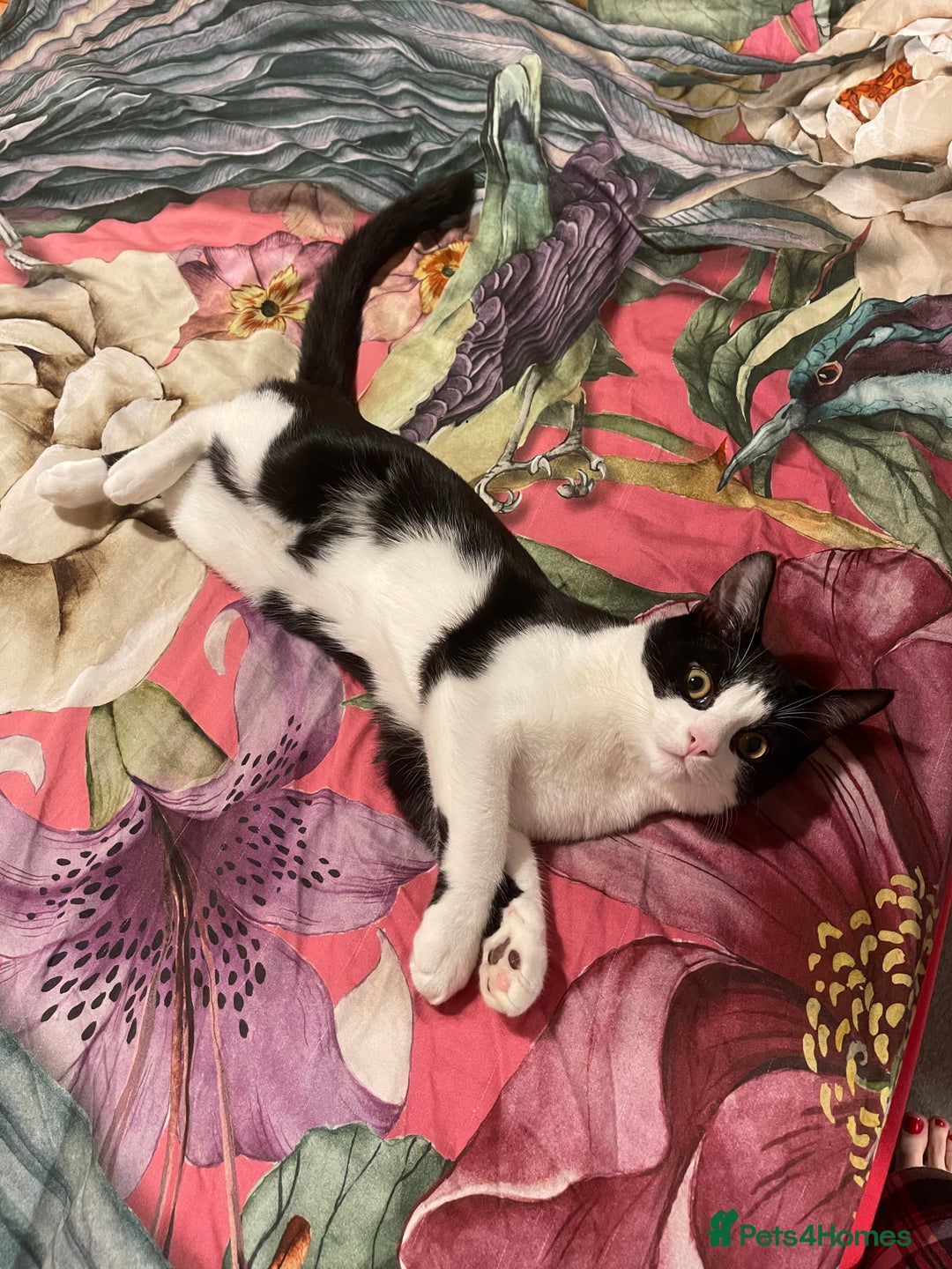 Mixed Breed cats for sale: Male kitten - Advert 5