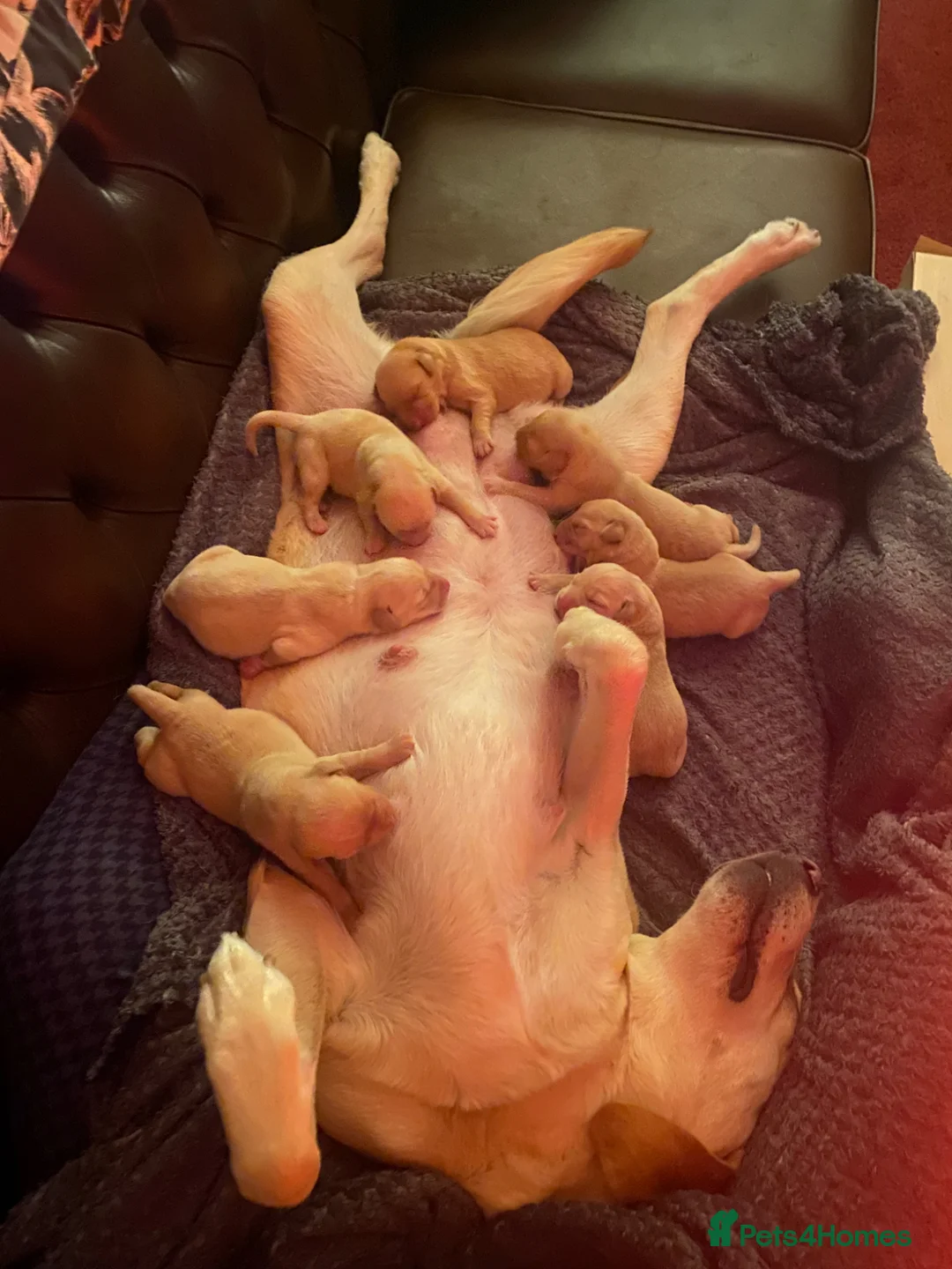 Labrador Retriever dogs for sale: Labrador Retriever,  - Advert 1