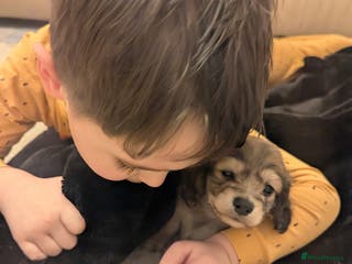 Miniature Dachshund dogs Last 2 available Long haired miniature dachshunds - Advert 13