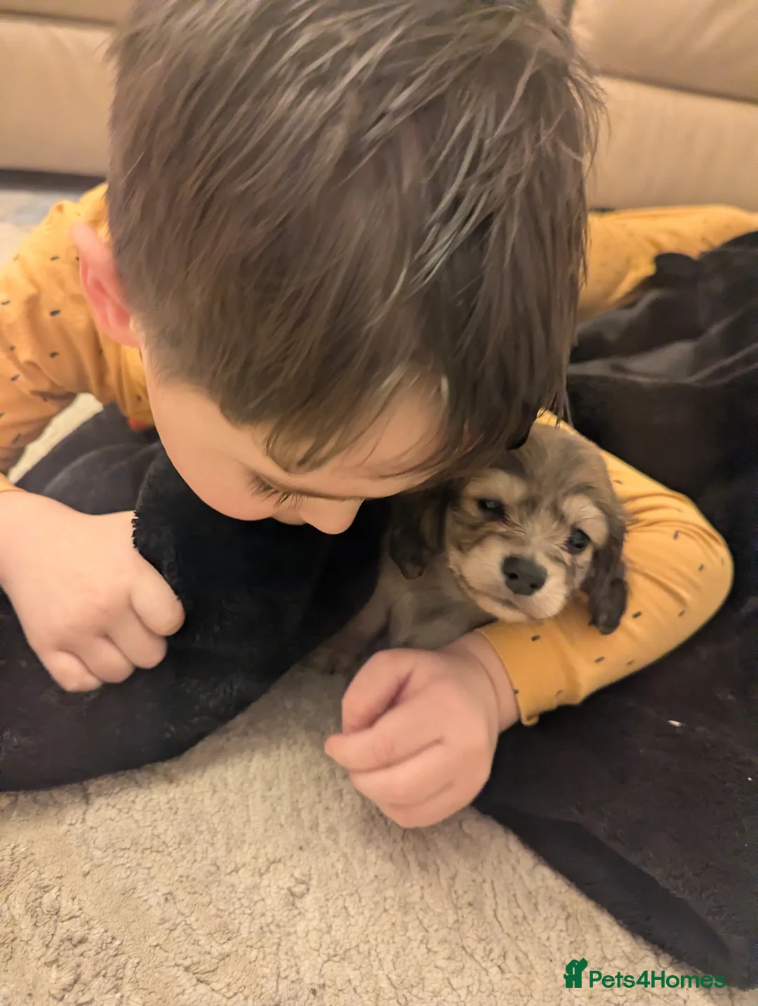 Miniature Dachshund dogs for sale: Last 2 available Long haired miniature dachshunds  - Advert 2