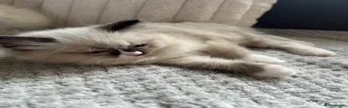 Ragdoll 2