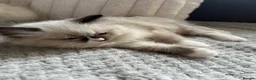 Ragdoll cats for sale: TICA REGISTERED RAGDOLL KITTENS  - Advert 32