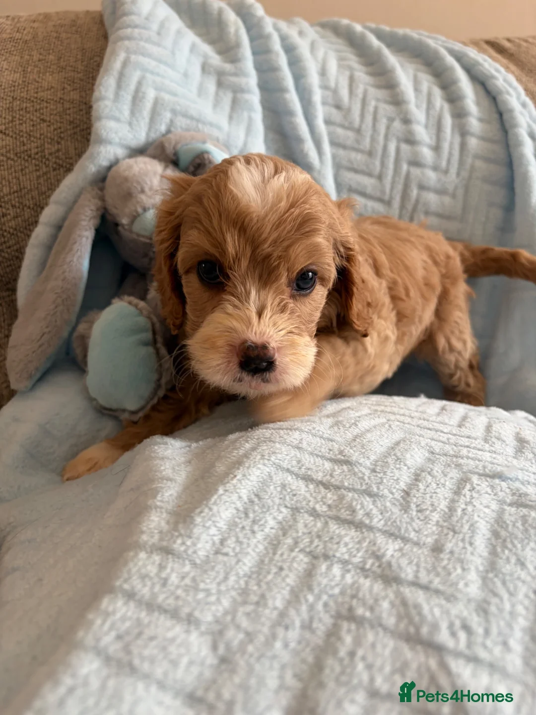 Cavapoo dogs for sale: Gorgeous F1B Cavapoo puppies - Advert 2