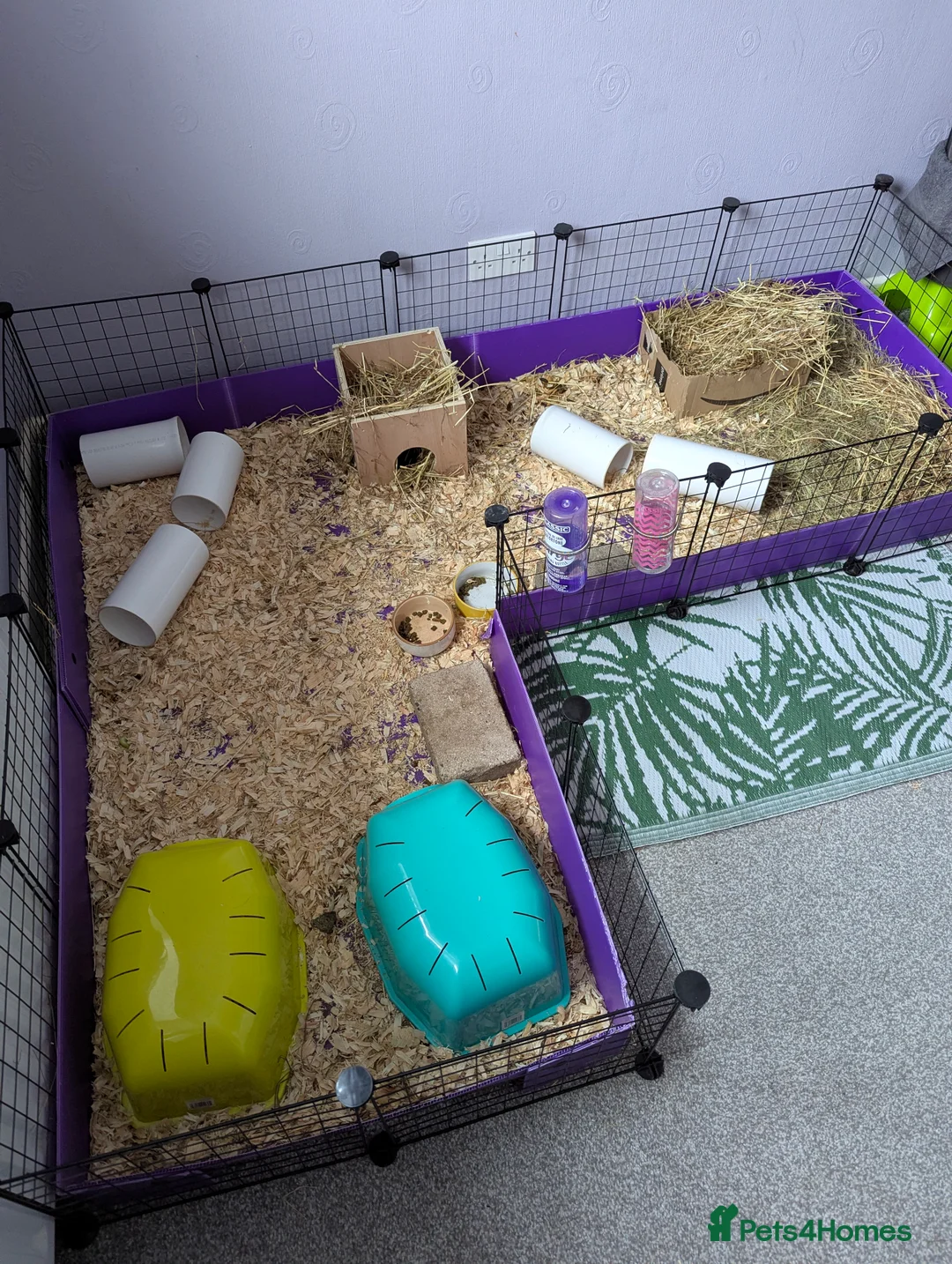 Guinea Pig rodents for sale: Two male guinea pigs looking for a new home - Advert 6