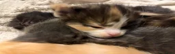Maine Coon cats for sale: Maincoone kittens ready to reserve  - Advert 5