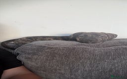 Presa Canario dogs for sale: Presa Canario puppies - Image 2