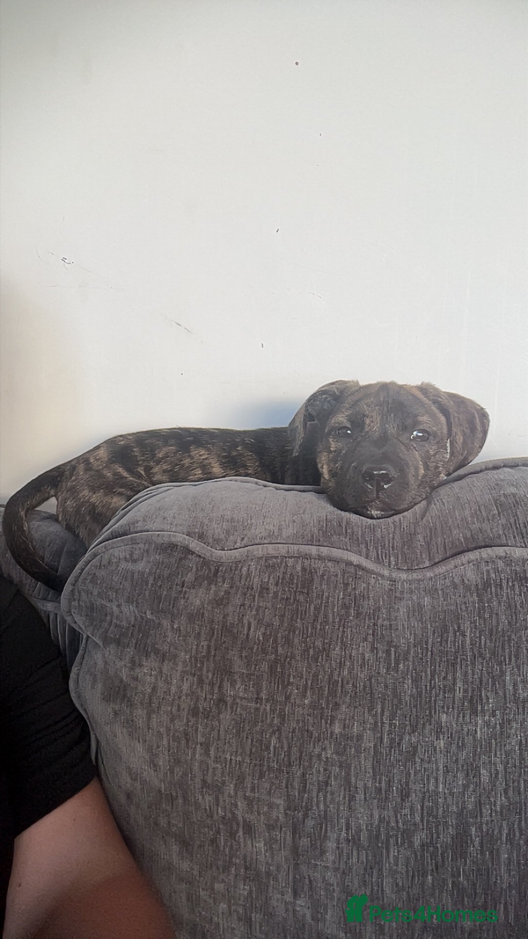 Presa Canario dogs for sale: Presa Canario puppies - Image 2