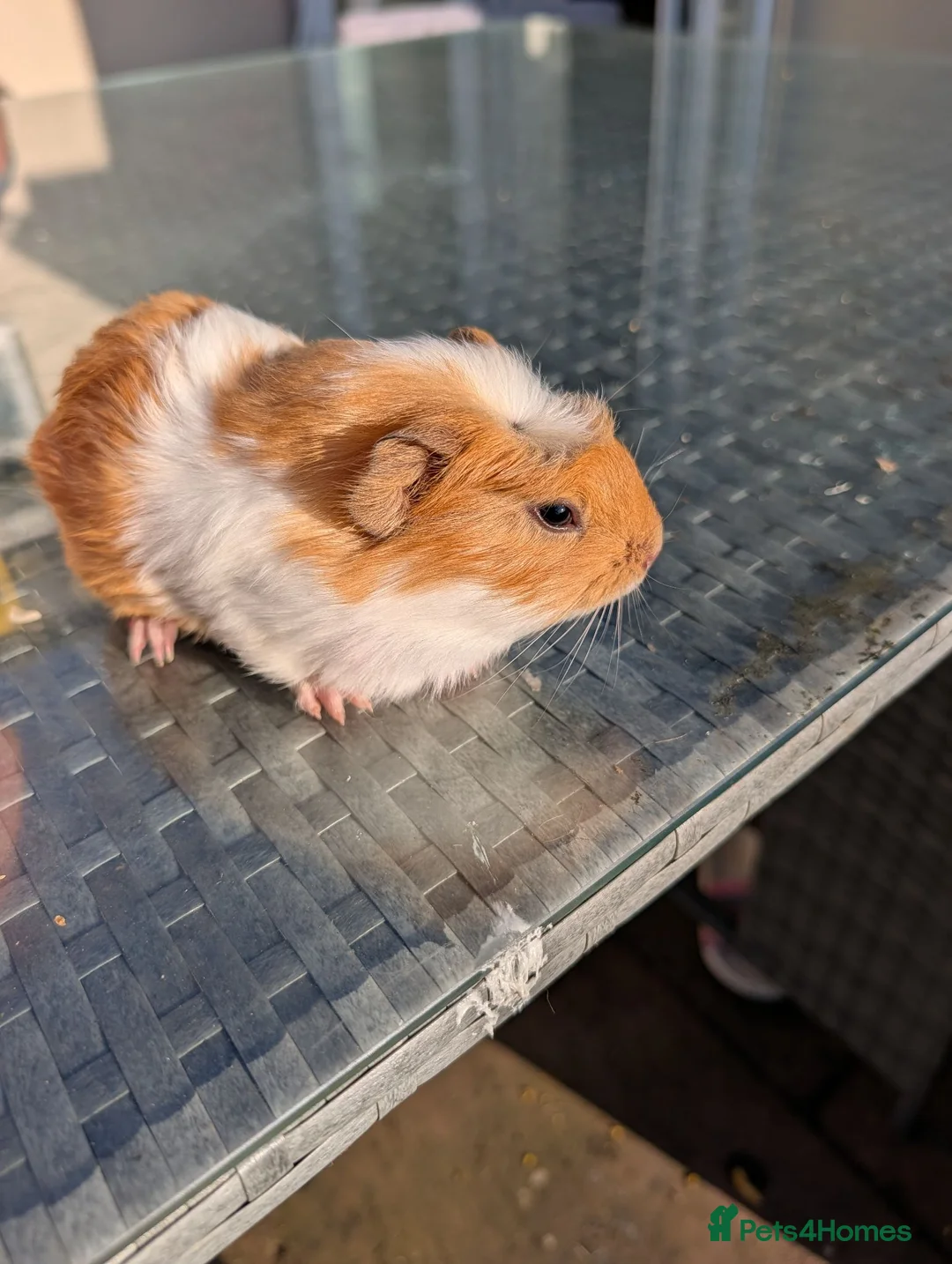 Guinea Pig rodents for sale: 9 week old male guinea pig in Hereford - Advert 4