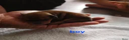 Jackapoo dogs for sale: Gorgeous jackapoo puppies 🐶  - Advert 9
